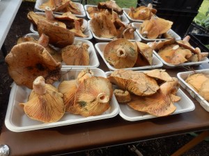 Slippery Jack mushrooms